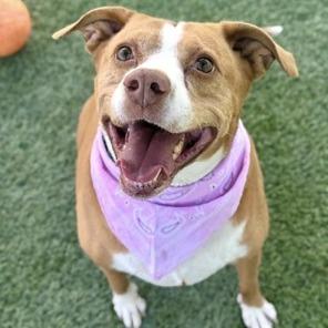 Enlarge Leyla, a Adoptable Pit Bull Terrier in Las Vegas, NV image 5/6