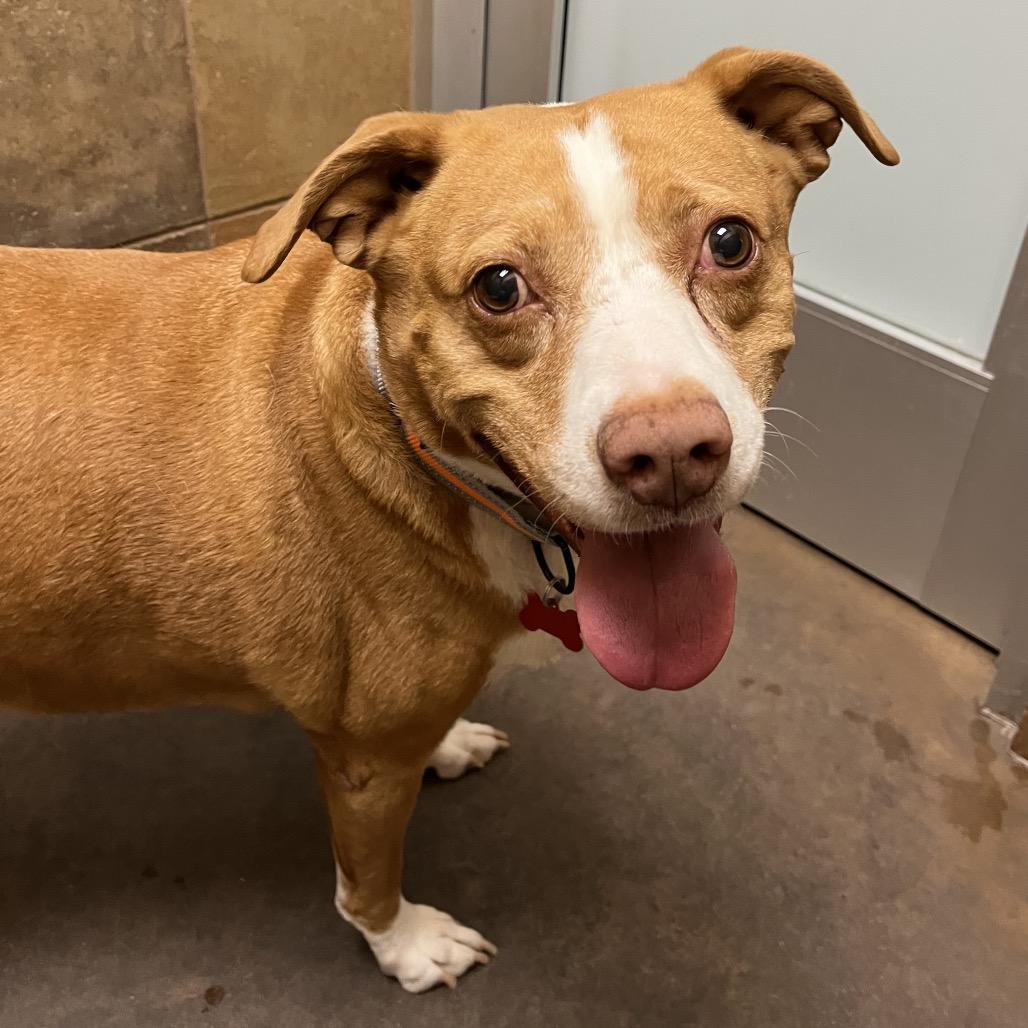 Enlarge Leyla, a Adoptable Pit Bull Terrier in Las Vegas, NV image 6/6