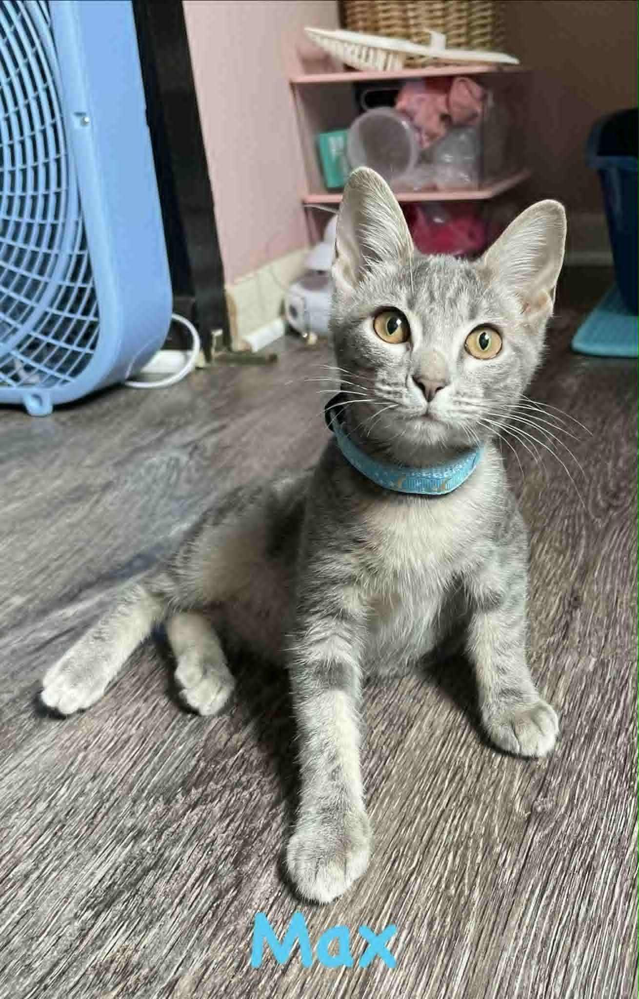 Enlarge Eleven and Max, a Adoptable Domestic Short Hair in Chesapeake Beach, MD image 1/6