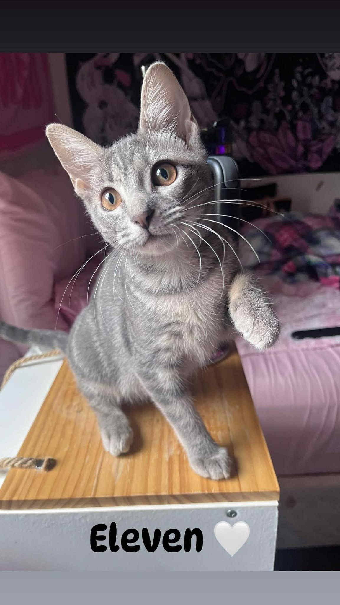 Enlarge Eleven and Max, a Adoptable Domestic Short Hair in Chesapeake Beach, MD image 3/6