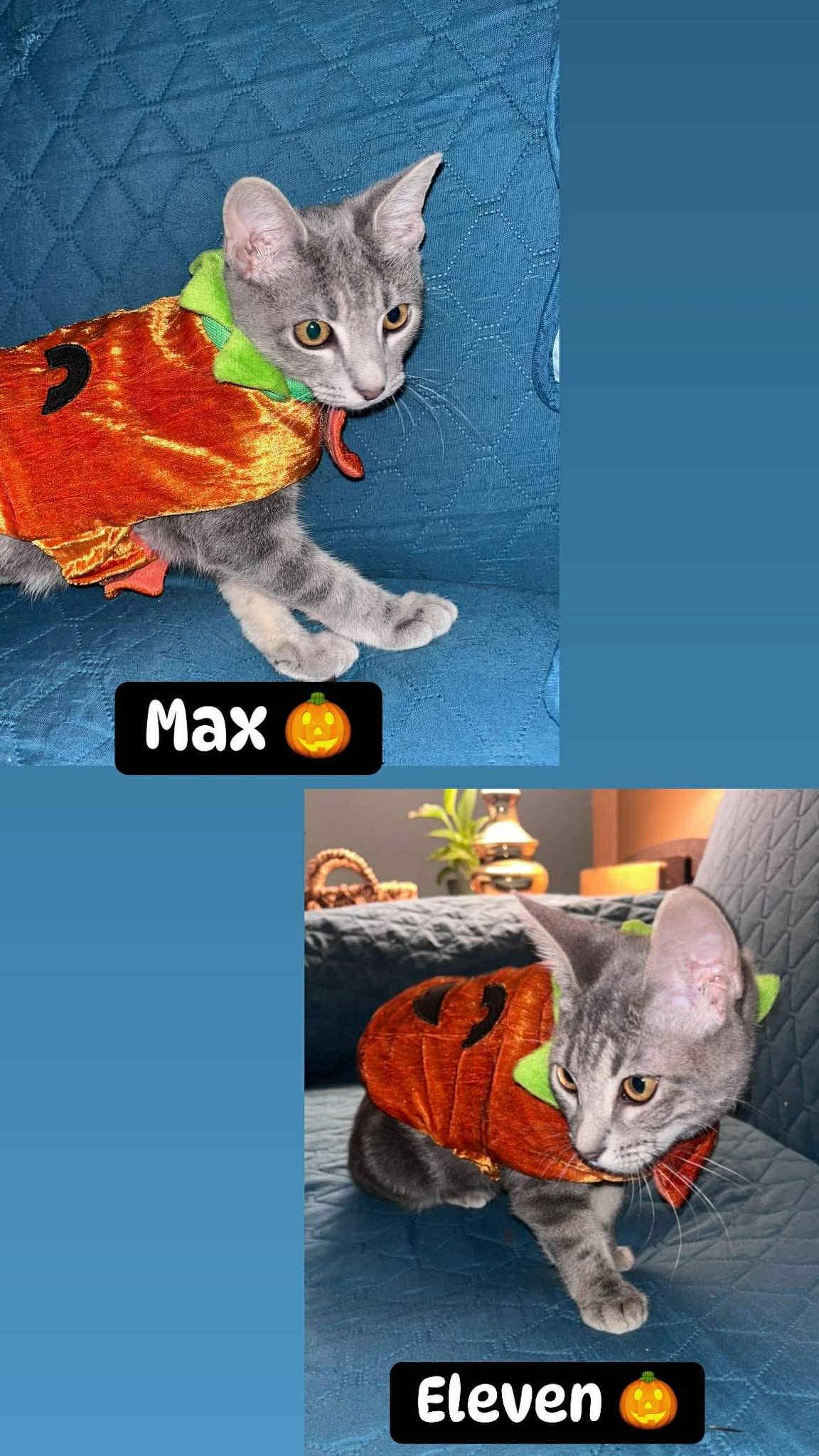 Enlarge Eleven and Max, a Adoptable Domestic Short Hair in Chesapeake Beach, MD image 5/6