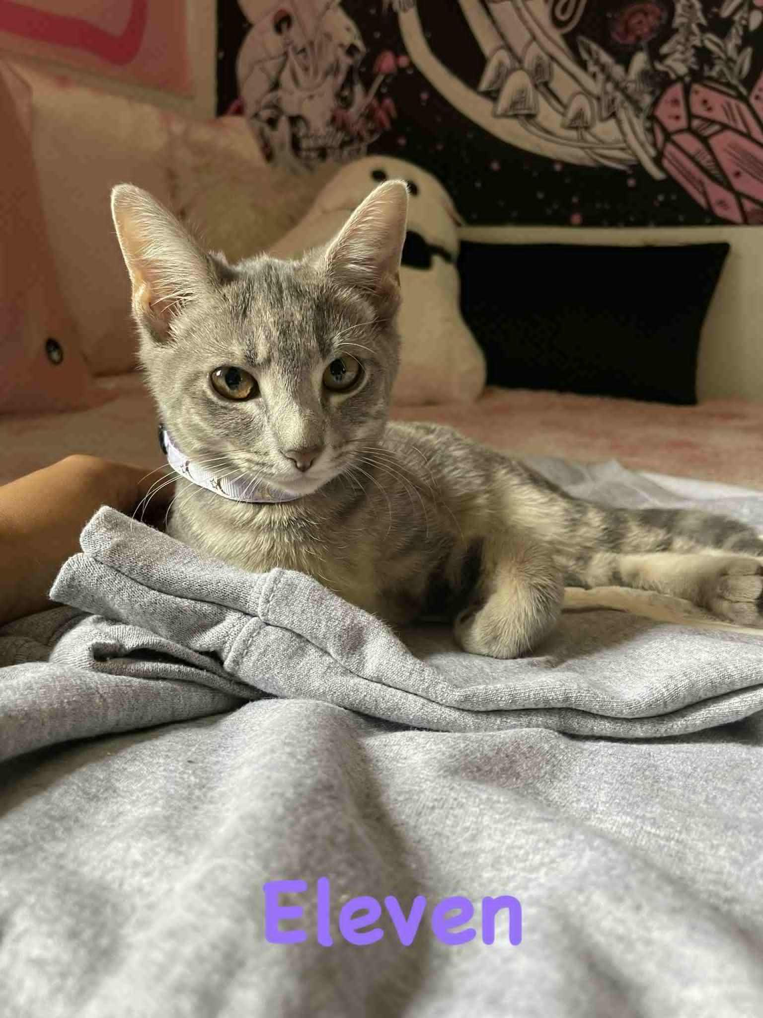 Enlarge Eleven and Max, a Adoptable Domestic Short Hair in Chesapeake Beach, MD image 6/6