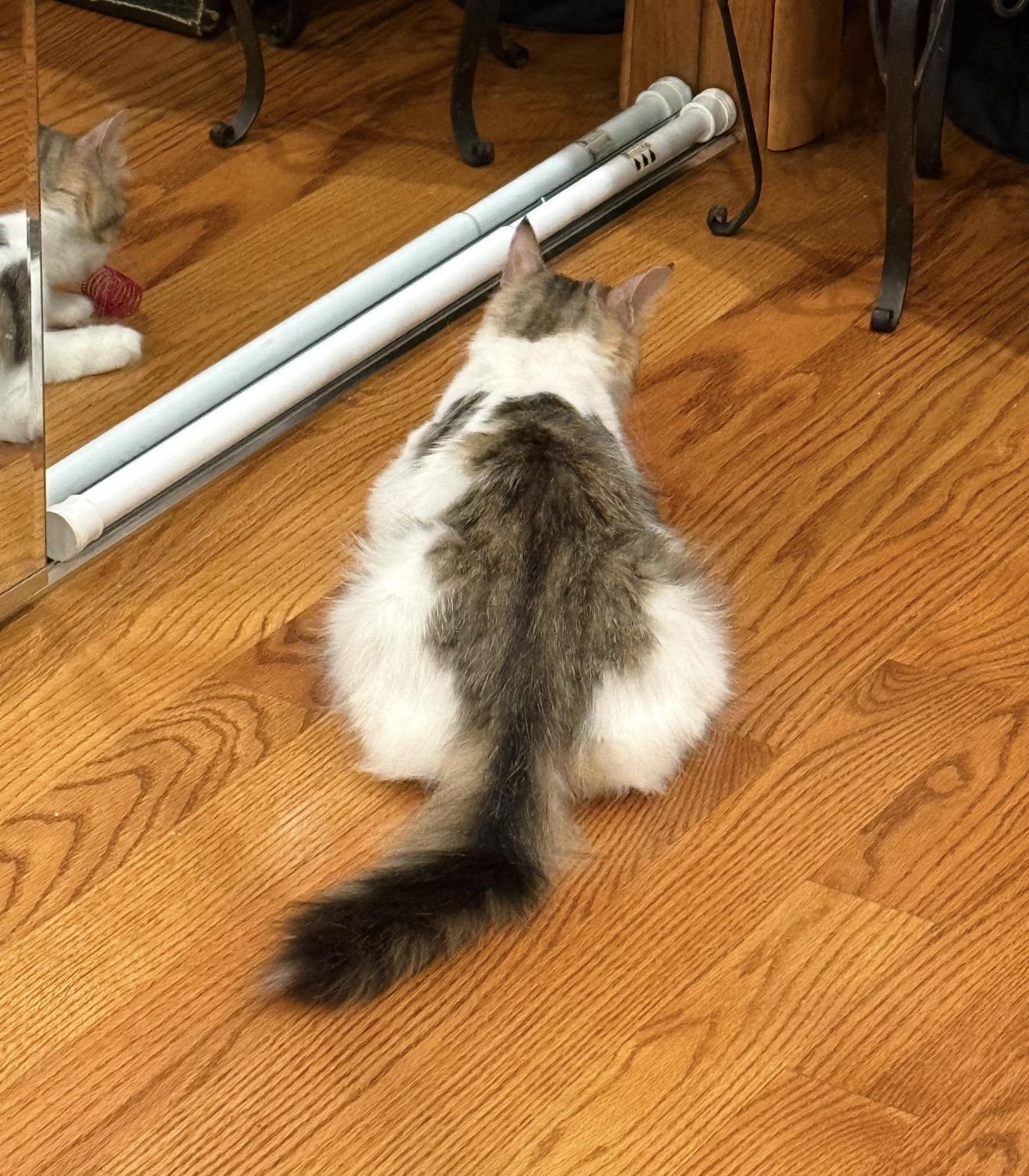 Lorelai, a ADOPTABLE Domestic Long Hair in Brooklyn, NY image 5/6