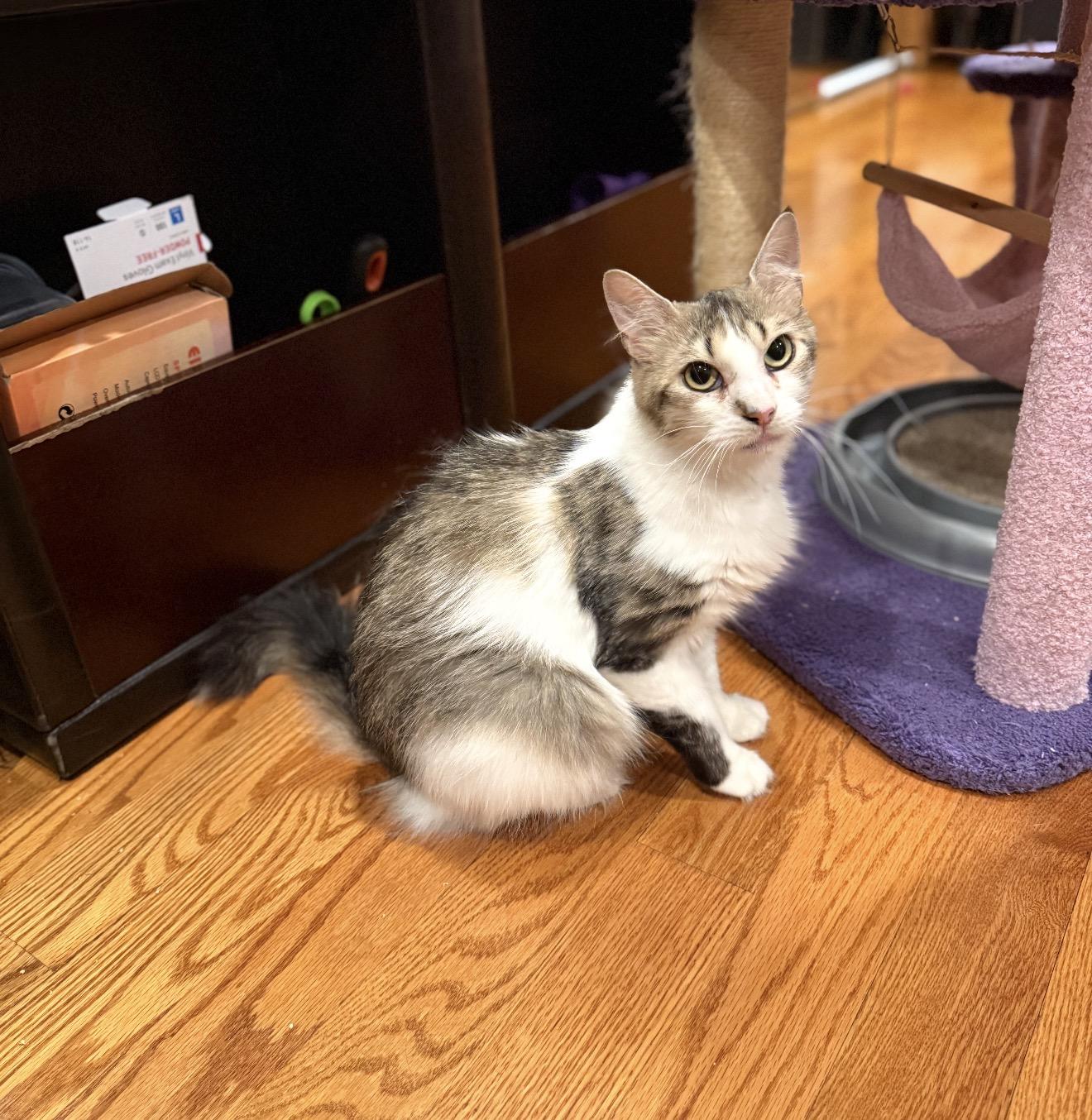 Lorelai, a ADOPTABLE Domestic Long Hair in Brooklyn, NY image 4/6