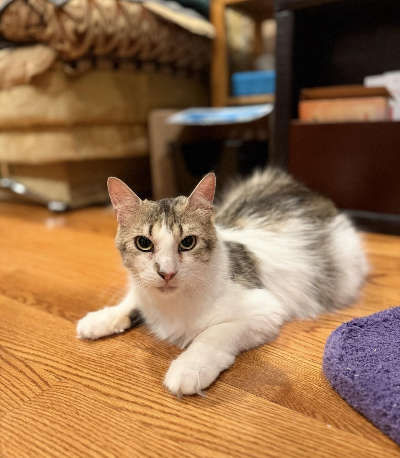 Lorelai, a ADOPTABLE Domestic Long Hair in Brooklyn, NY image 3/6