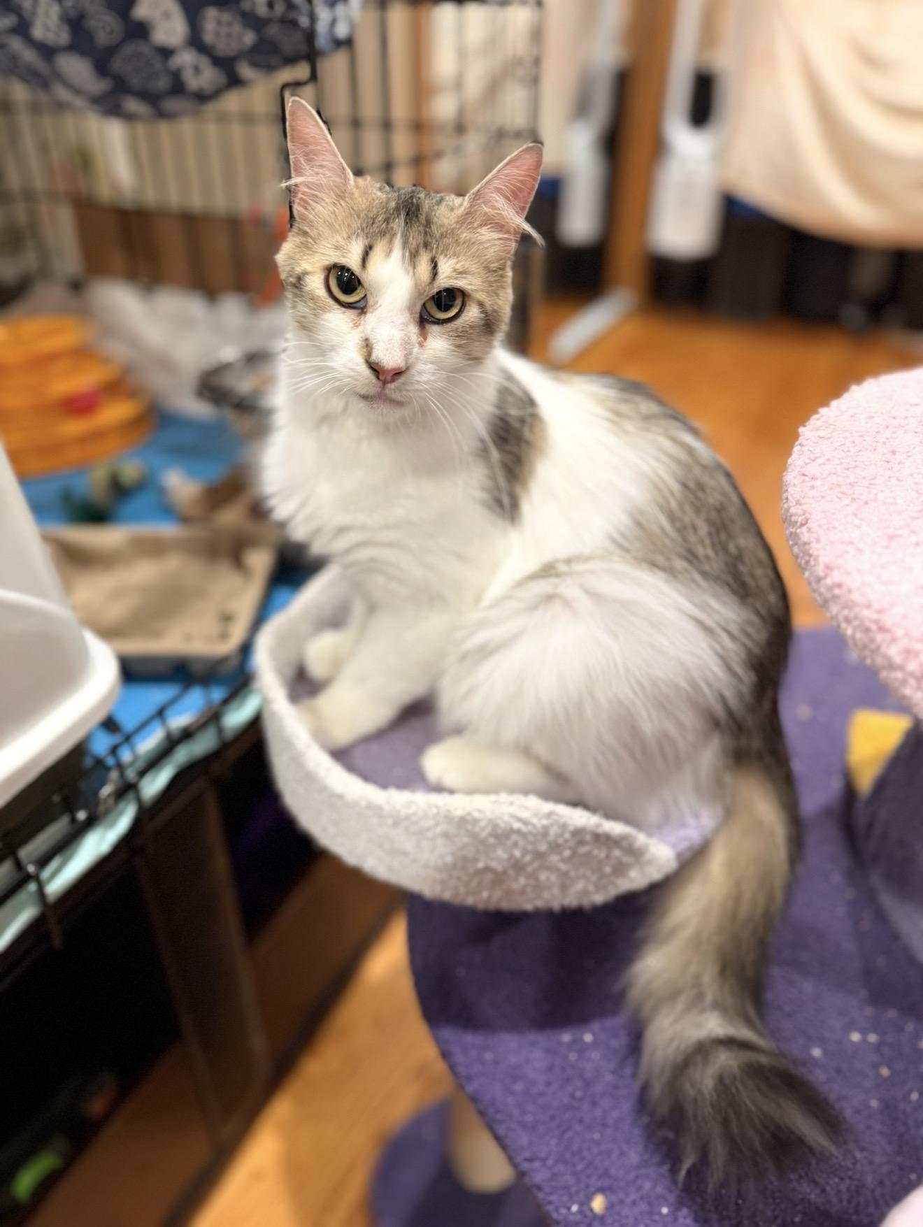Lorelai, ADOPTABLE, Young Female Domestic Long Hair.