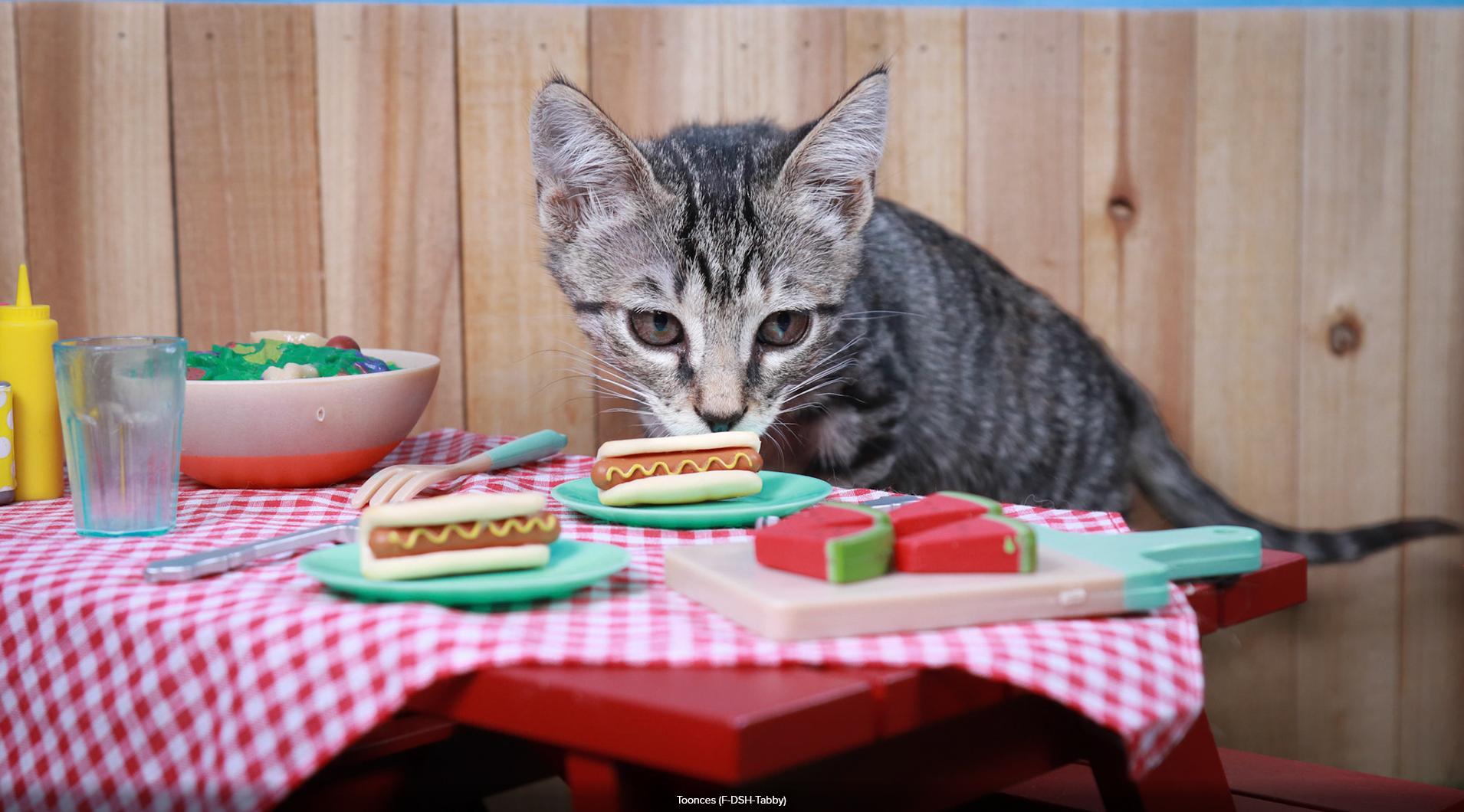 Enlarge Toonces, a Adopted mixed breed in Parker, TX image 5/6