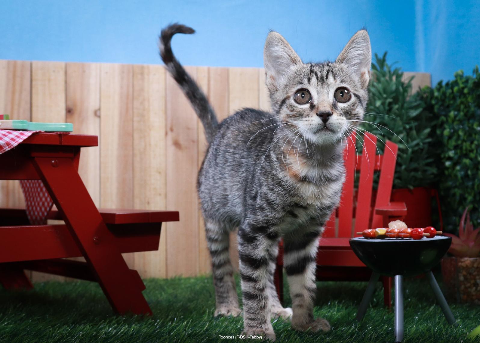 Toonces, Adopted, Kitten Female Tabby & Domestic Short Hair.