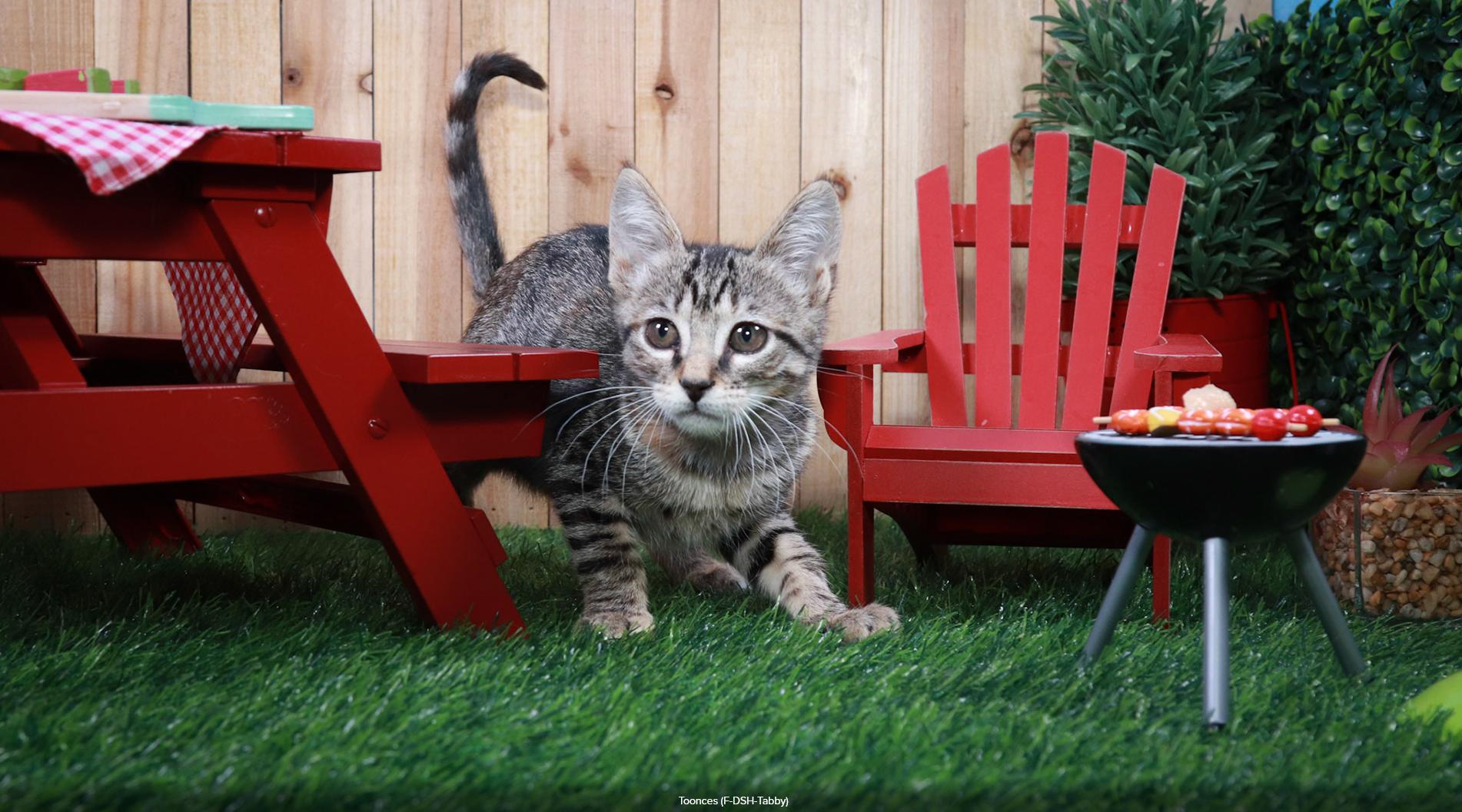 Enlarge Toonces, a Adopted mixed breed in Parker, TX image 4/6
