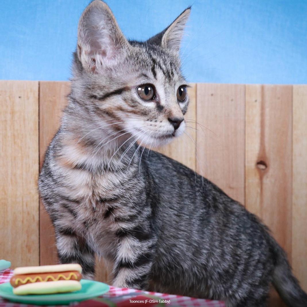 Enlarge Toonces, a Adopted mixed breed in Parker, TX image 2/6