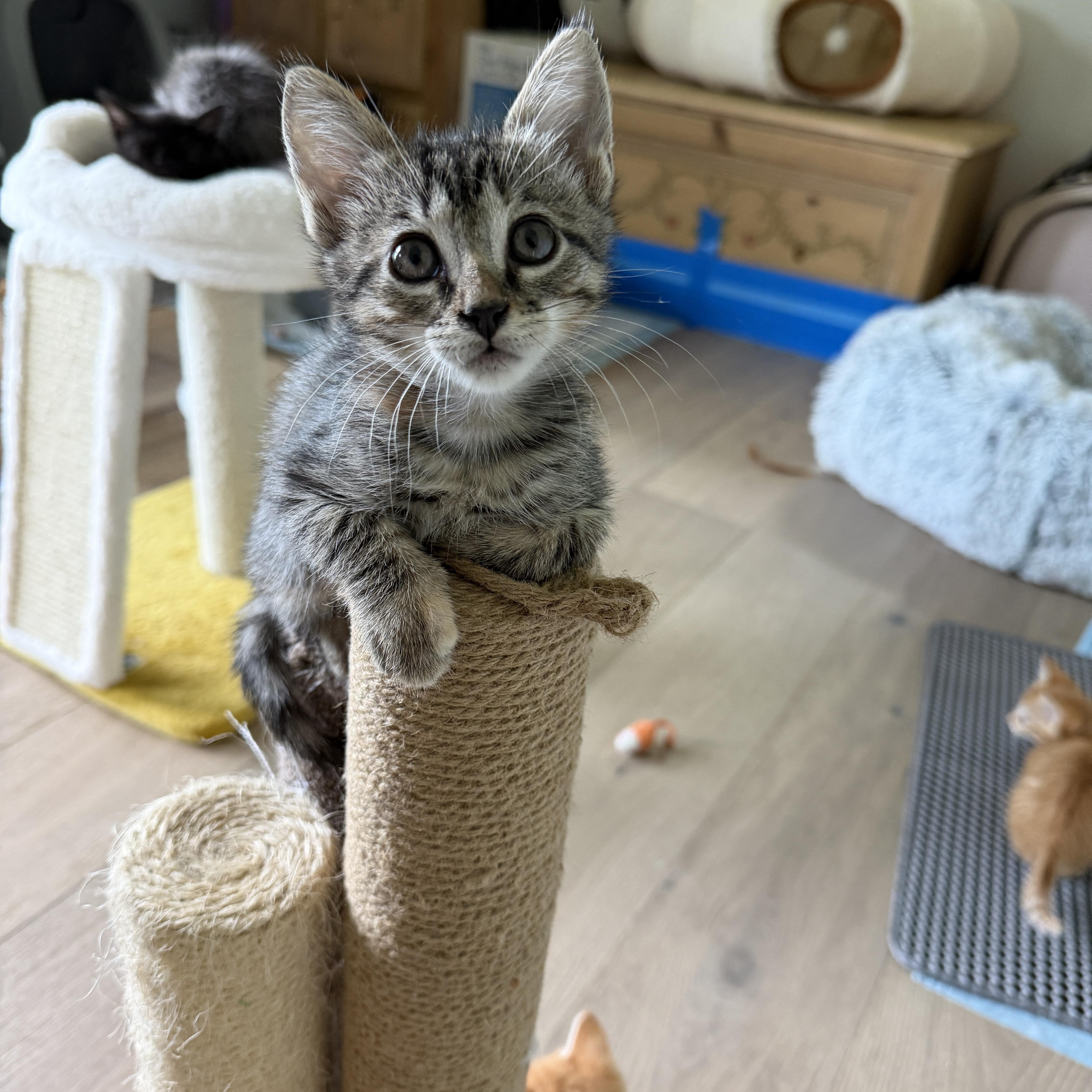 Enlarge Toonces, a Adopted mixed breed in Parker, TX image 6/6