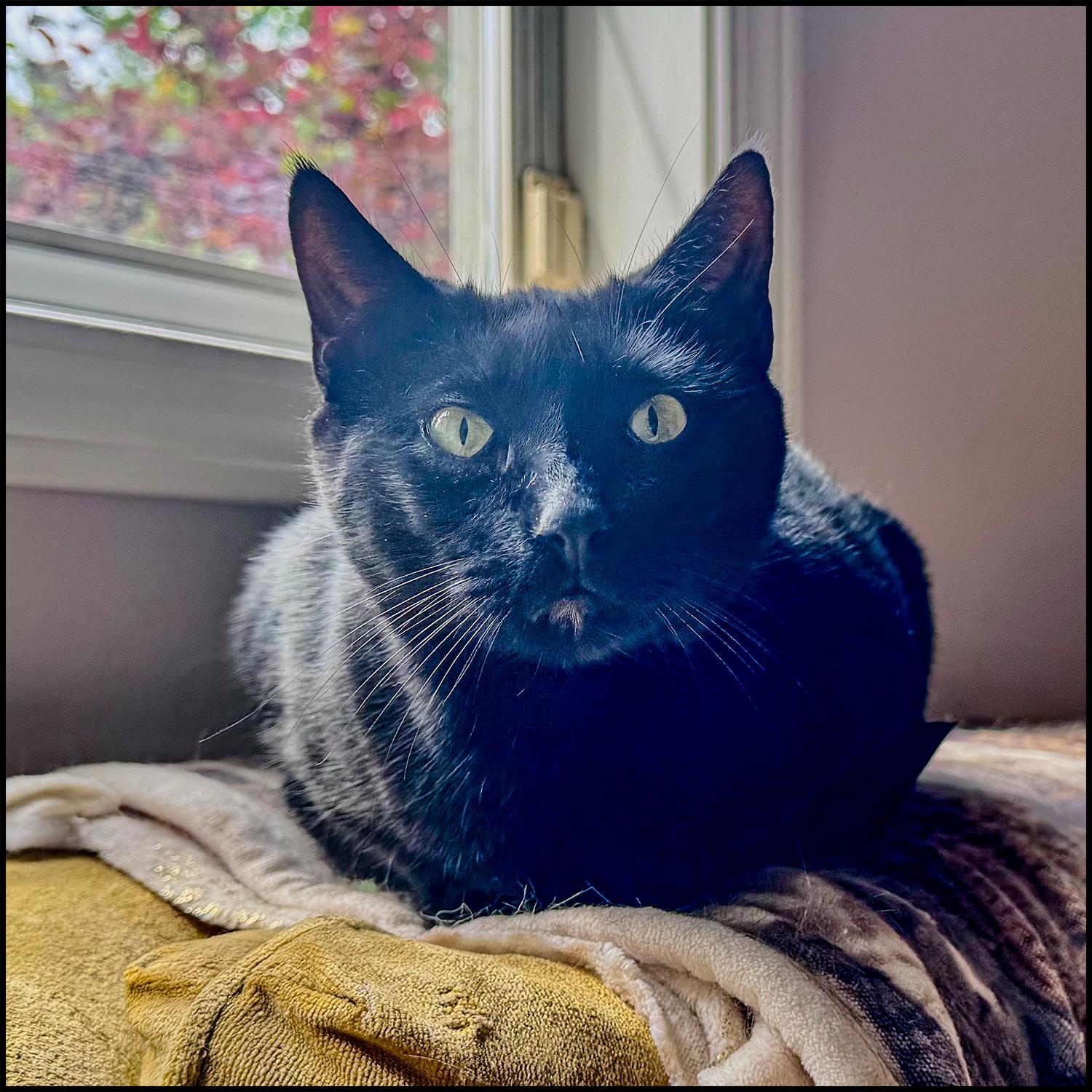 Lilibet, a Adoptable mixed breed in Roswell, GA image 1/4