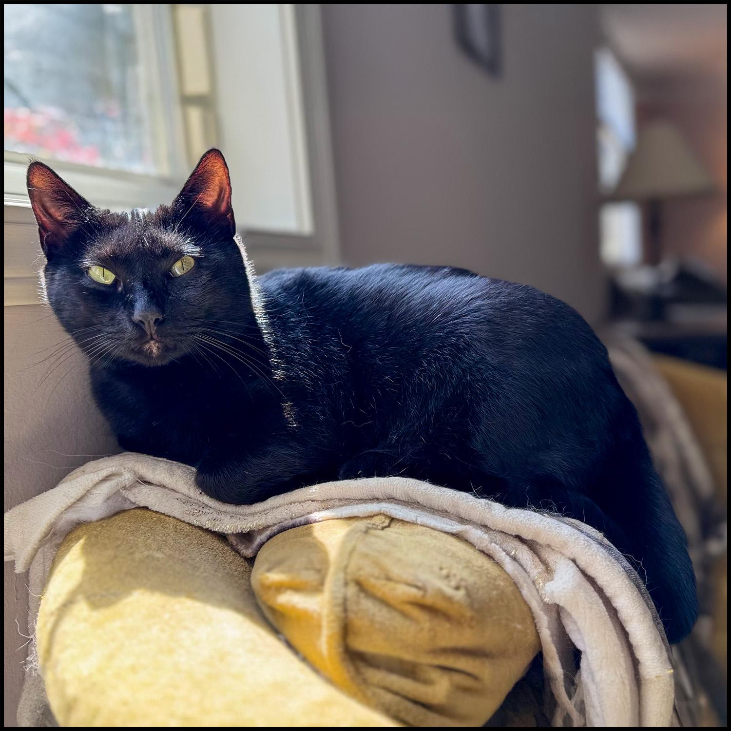 Lilibet, a Adoptable mixed breed in Roswell, GA image 2/4