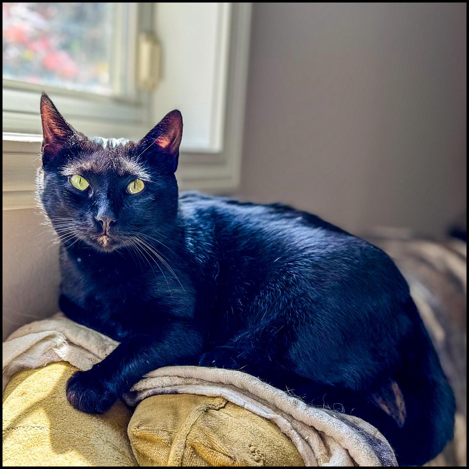 Lilibet, a Adoptable mixed breed in Roswell, GA image 3/4