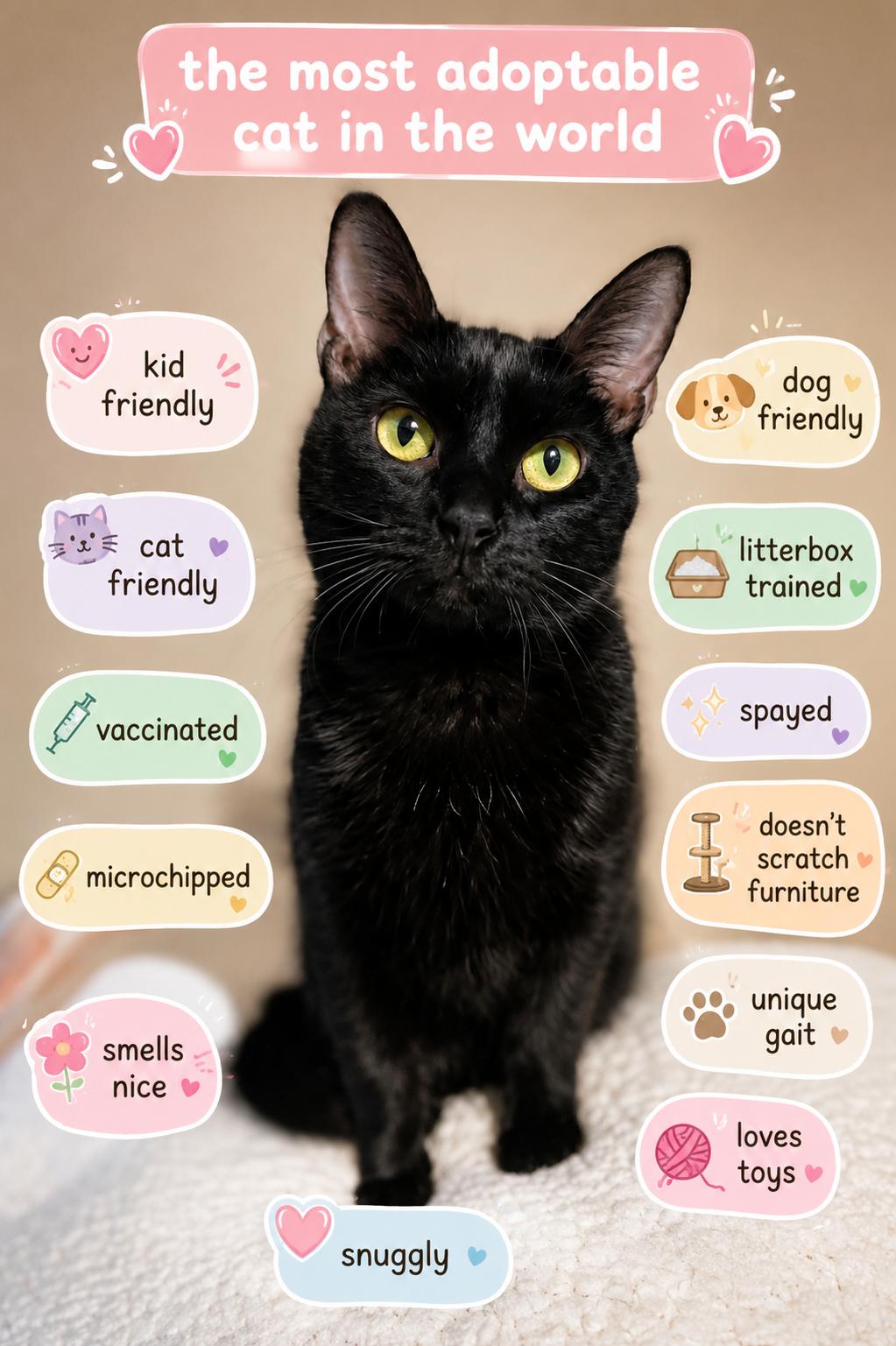 Casey the MIRACLE MAMA, a ADOPTABLE Domestic Short Hair in Burnsville, MN image 3/6