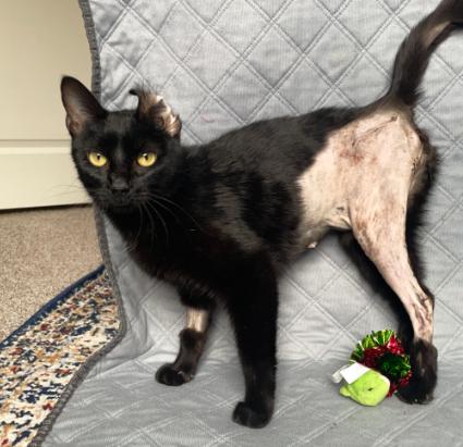 Casey the MIRACLE MAMA, a ADOPTABLE Domestic Short Hair in Burnsville, MN image 6/6