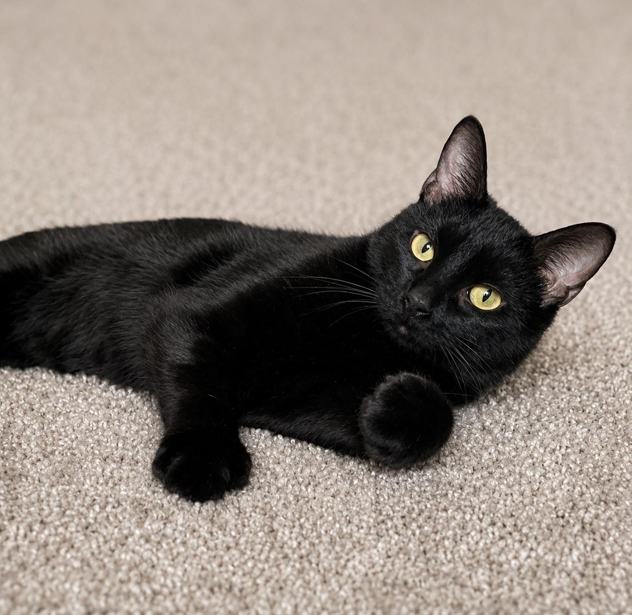 Casey the MIRACLE MAMA, ADOPTABLE, Young Female Domestic Short Hair.