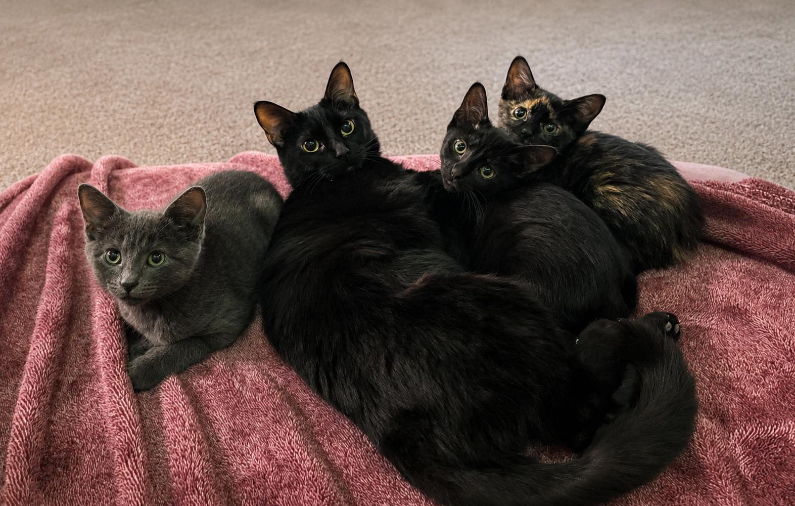 Casey the MIRACLE MAMA, a ADOPTABLE Domestic Short Hair in Burnsville, MN image 5/6