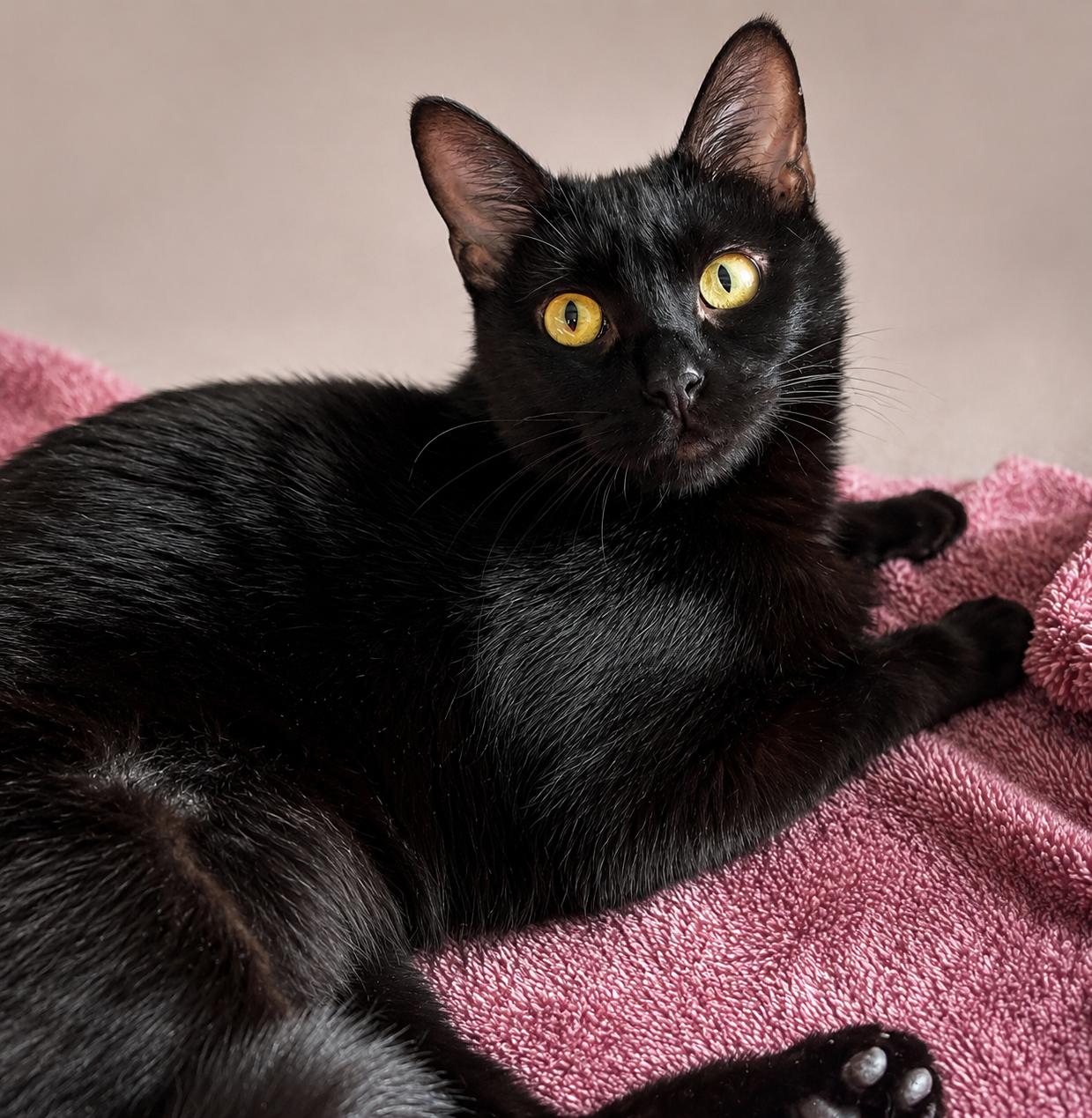 Casey the MIRACLE MAMA, a ADOPTABLE Domestic Short Hair in Burnsville, MN image 2/6