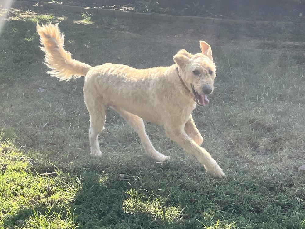Enlarge Zeke, a Adoptable mixed breed in Acworth, GA image 2/5