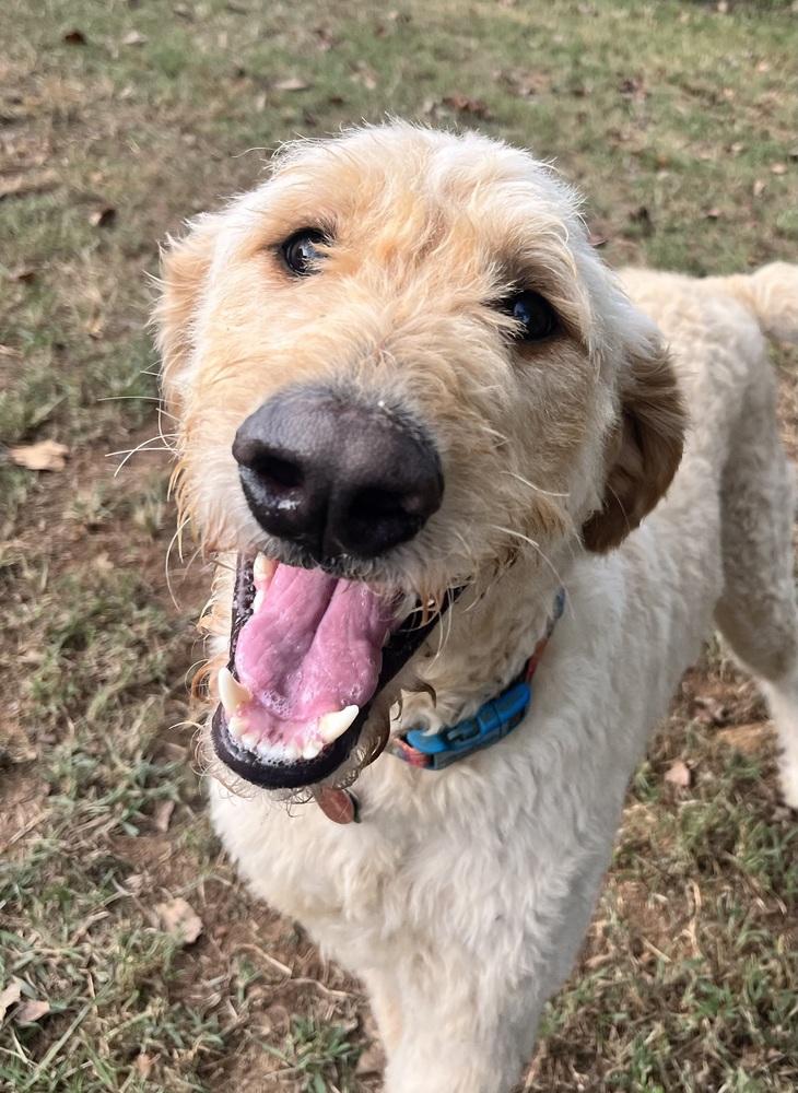 Enlarge Zeke, a Adoptable mixed breed in Acworth, GA image 3/5