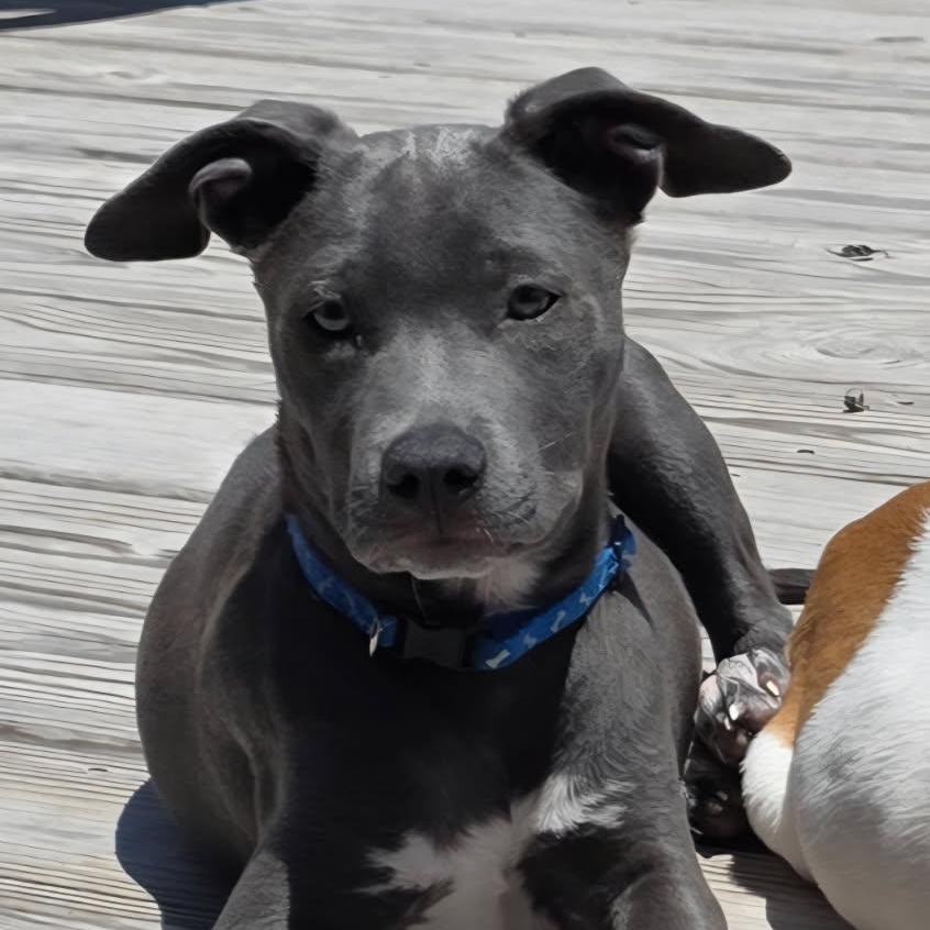 Belle, Adoptable, Puppy Female Pit Bull Terrier & Mixed Breed.