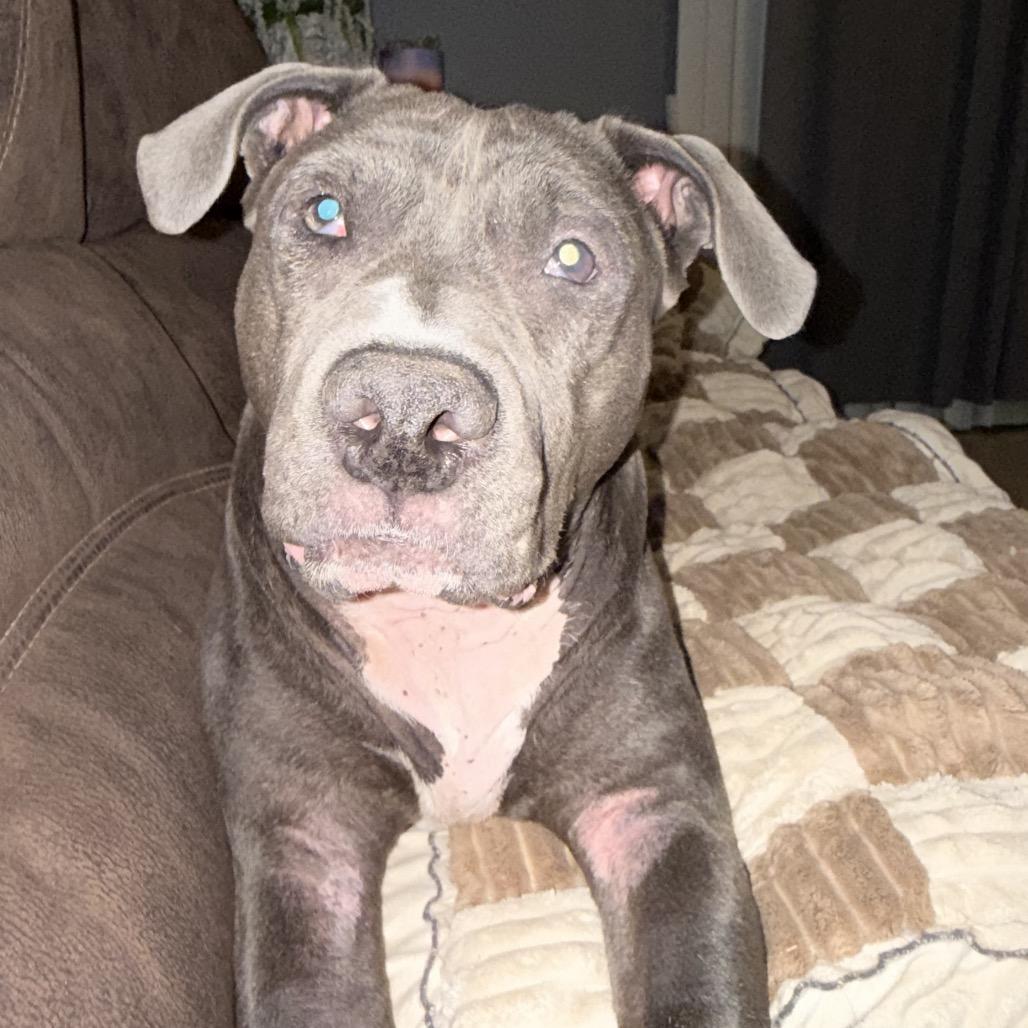 Enlarge Cynthia, a Adoptable Pit Bull Terrier in Las Vegas, NV image 1/2