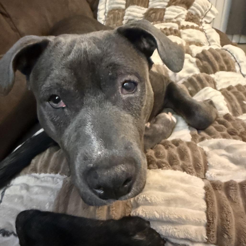 Enlarge Cynthia, a Adoptable Pit Bull Terrier in Las Vegas, NV image 2/2