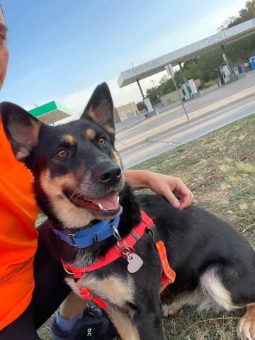 Enlarge Lilly- a well rounded sweetheart!, a Adoptable mixed breed in Fredericksburg, VA image 3/3