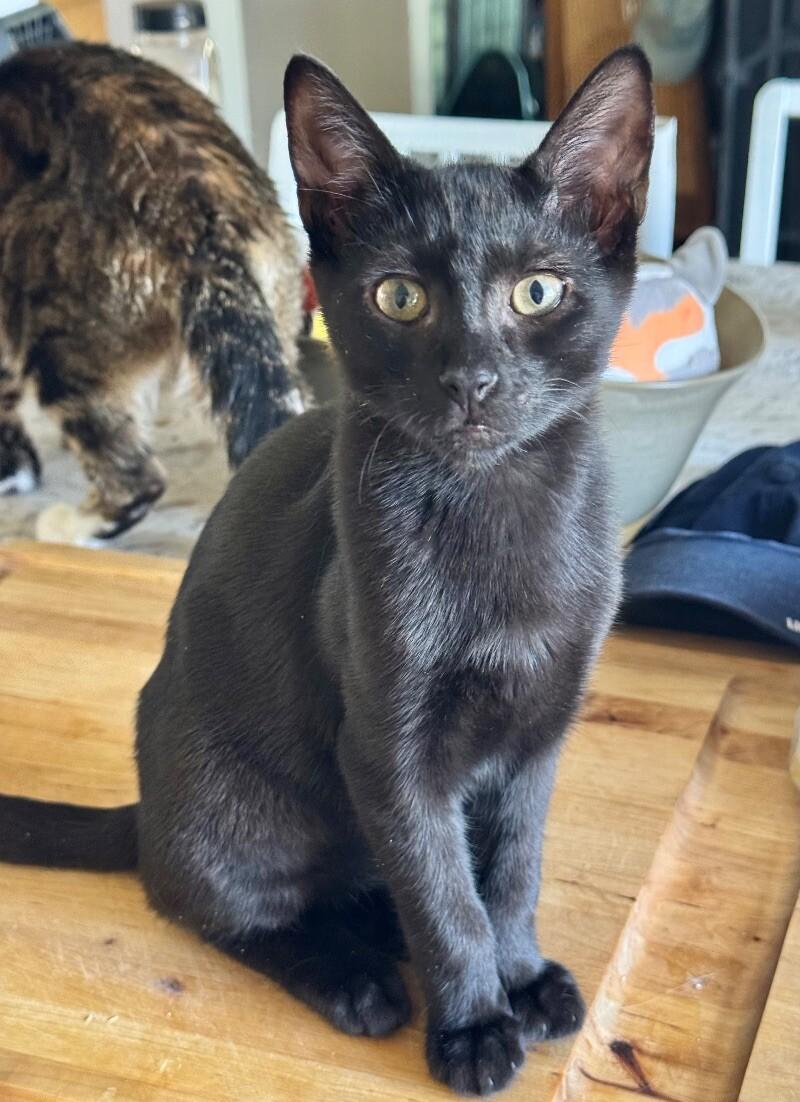 Coal ⭐️PROMOTION⭐️ Midnight Litter, Adoptable, Young Male Bombay.