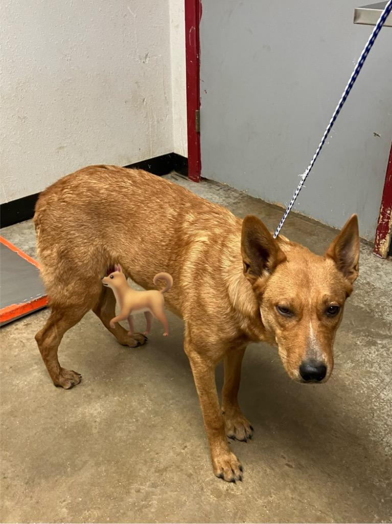 Enlarge Peter, a Adoptable mixed breed in Lockhart, TX image 1/1