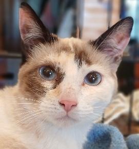 6mnthsealtortisnowshoefemale#2, Adoptable, Young Female Siamese.