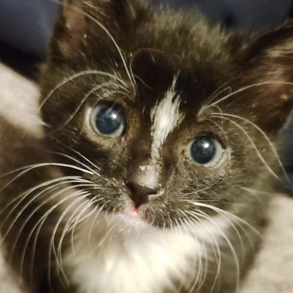 Enlarge Himsby, a Adoptable Domestic Short Hair in Dixon, IL image 1/1