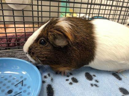 Olive, Adoptable, Adult Female Guinea Pig.