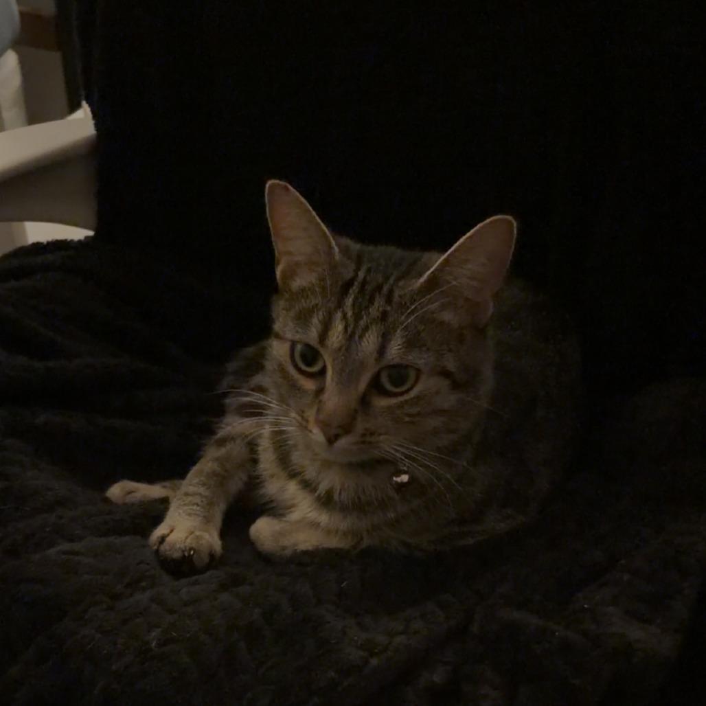 Kyra — thumbnail 3