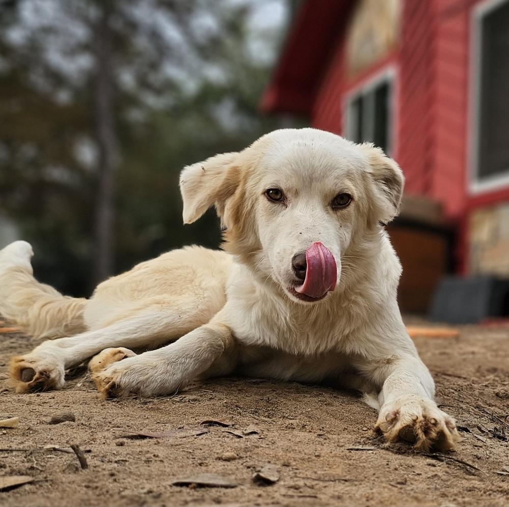 Blizzard, Adoptable, Young Male Australian Shepherd & Shepherd.