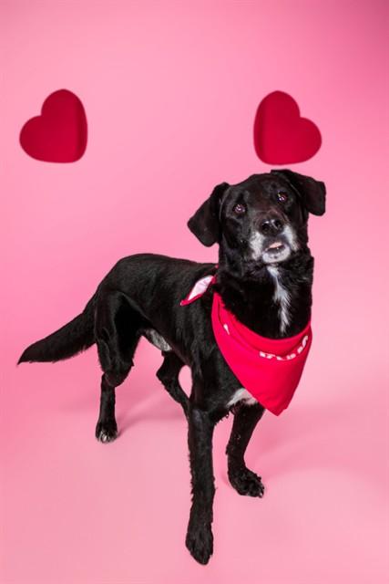 LARRY, Adoptable, Adult Male Labrador Retriever & Mixed Breed.