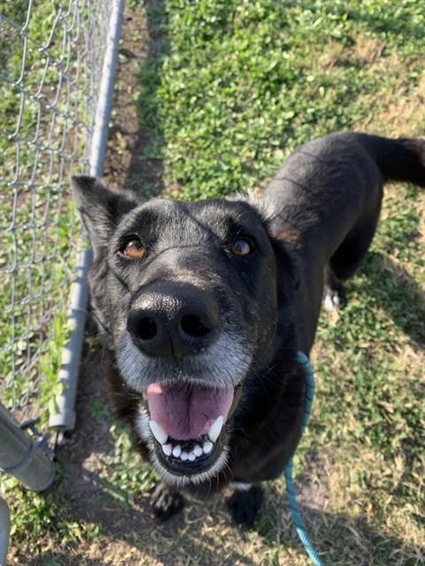 LARRY, Adoptable, Adult Male Labrador Retriever & Mixed Breed.