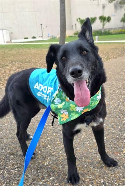 LARRY, Adoptable, Adult Male Labrador Retriever & Mixed Breed.