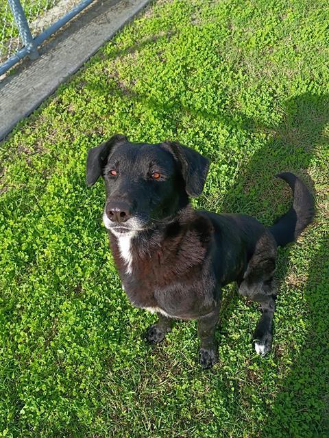 Enlarge LARRY, a Adoptable mixed breed in Corpus Christi, TX image 1/1