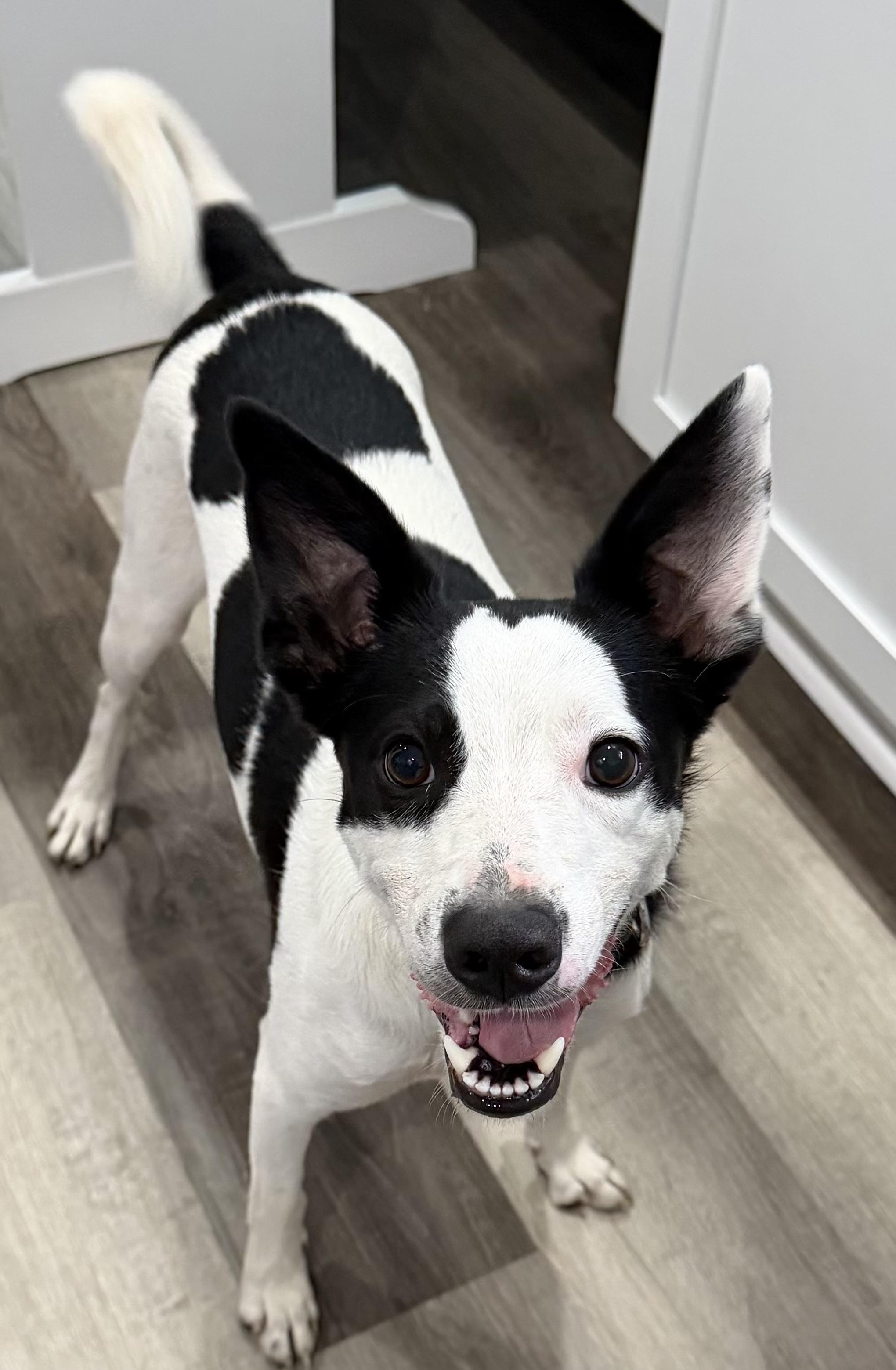 Bruno, a ADOPTABLE mixed breed in Jamesville, NY image 3/6