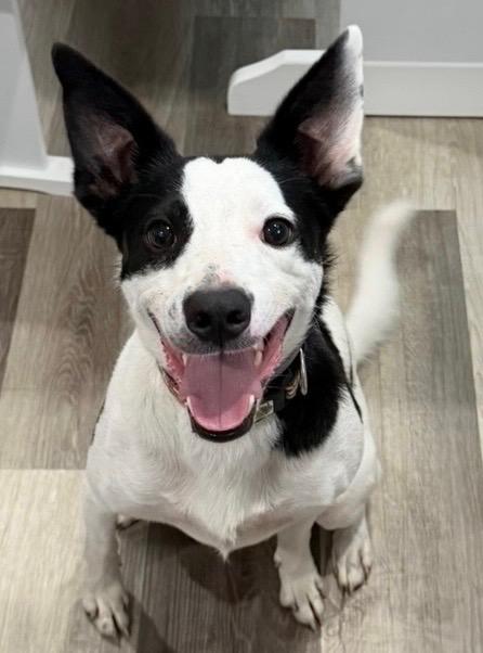 Bruno, ADOPTABLE, Adult Male Jack Russell Terrier & Border Collie.