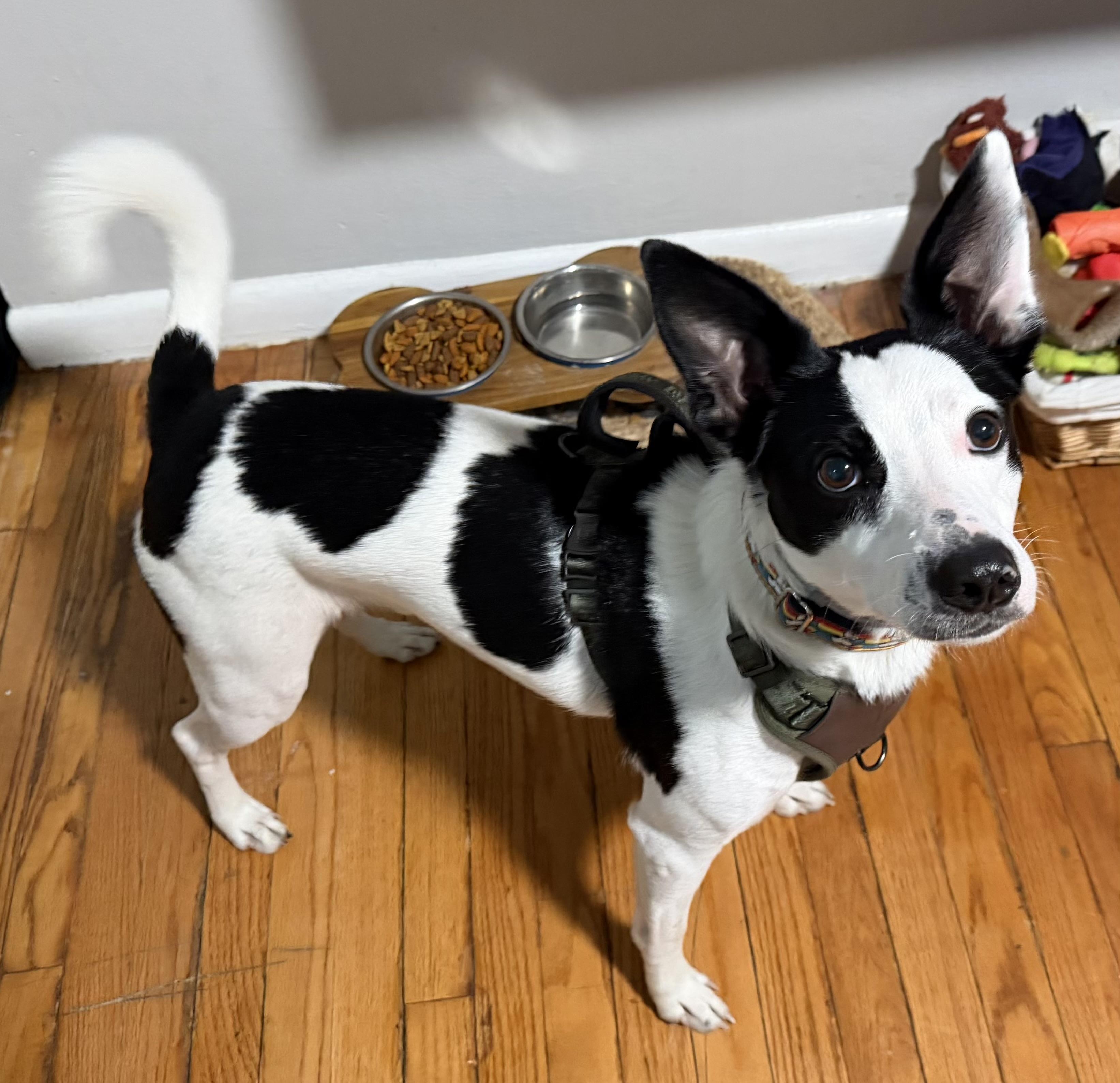 Bruno, a ADOPTABLE mixed breed in Jamesville, NY image 2/6
