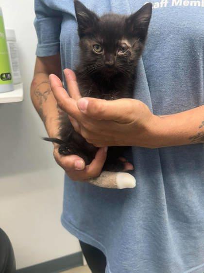 Enlarge Sue Lee 1, a Adopted Domestic Short Hair in Sullivan, IN image 1/2