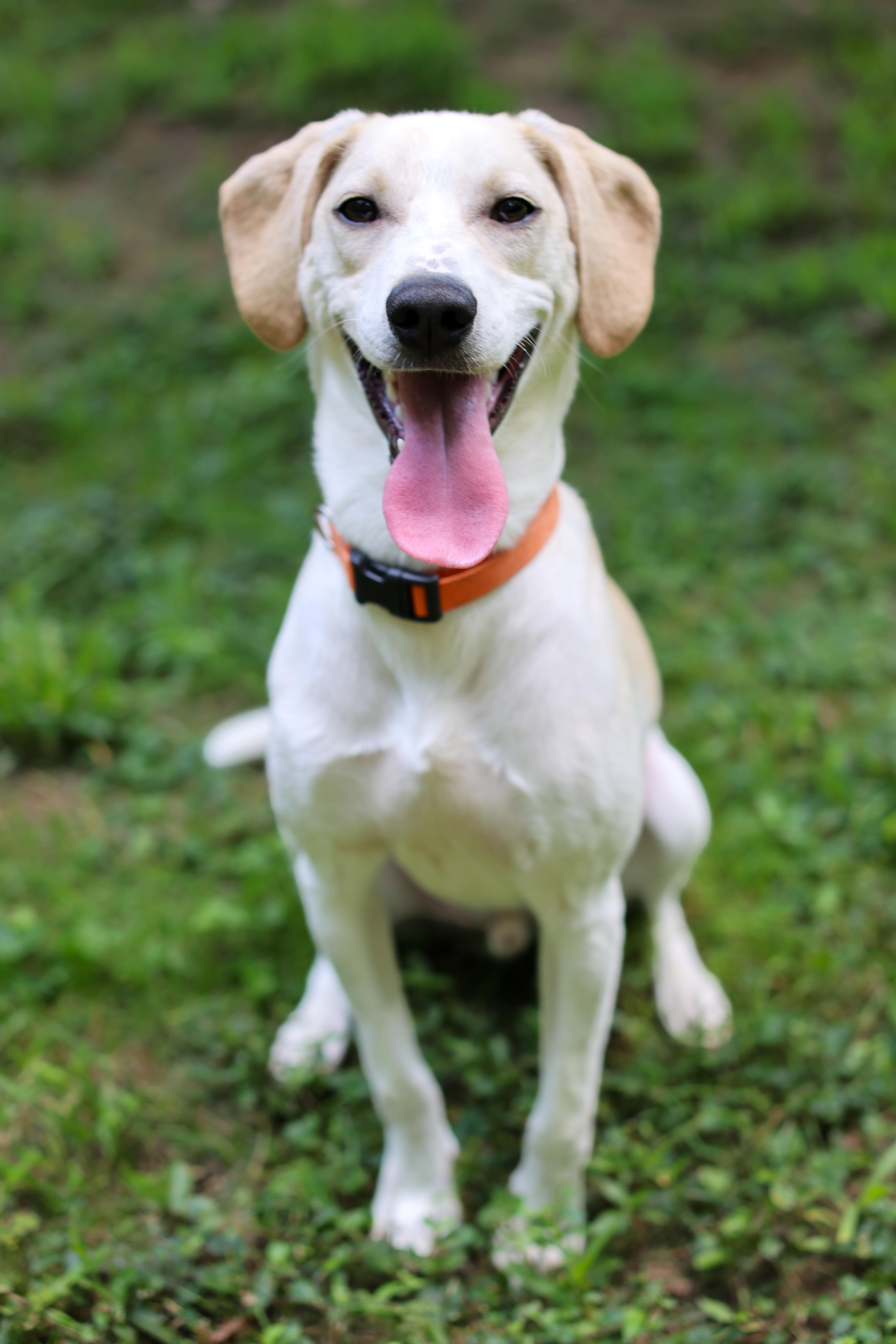 Enlarge Sasso, a Adoptable mixed breed in Cornelius, NC image 1/6
