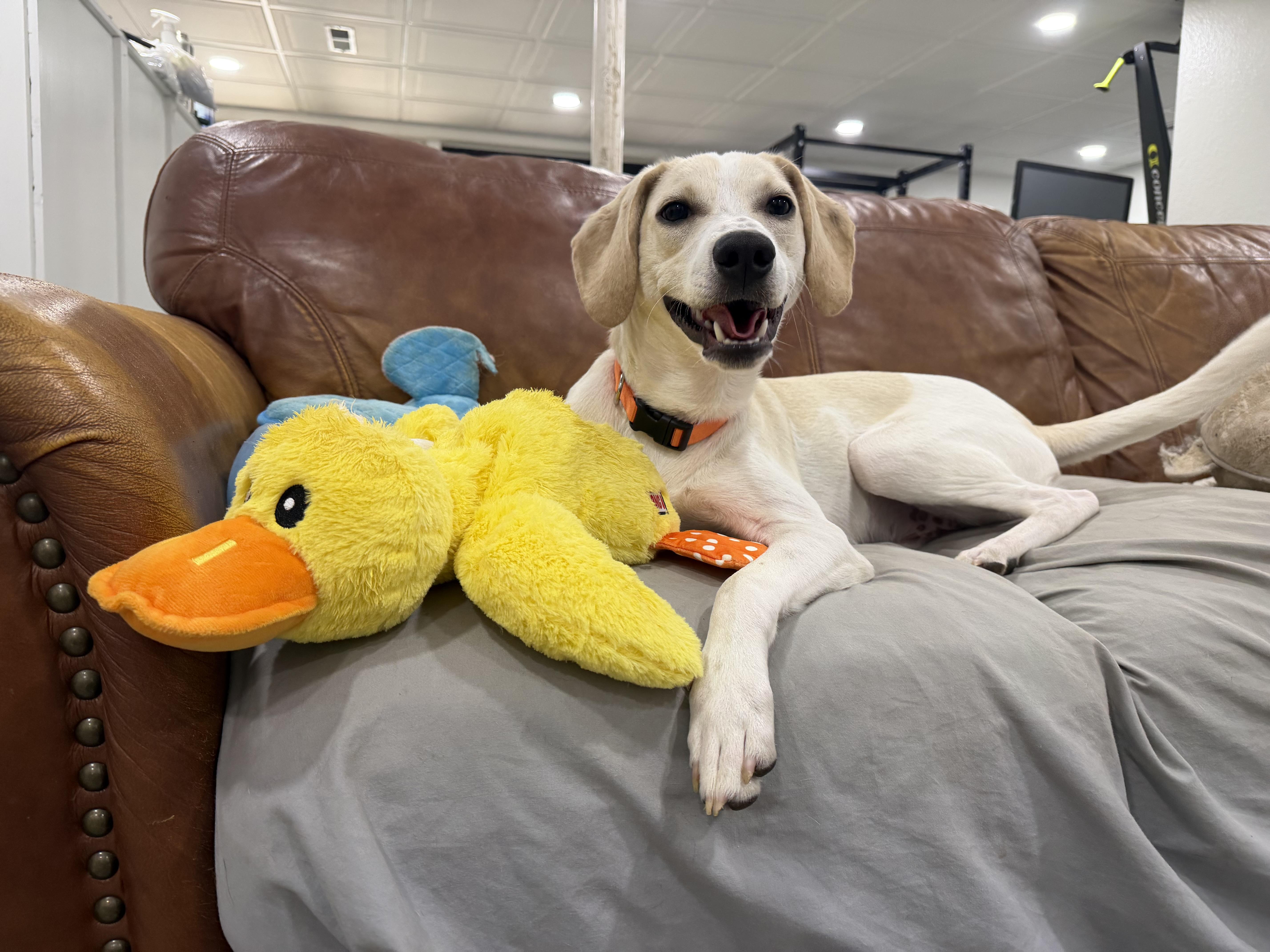 Enlarge Sasso, a Adoptable mixed breed in Cornelius, NC image 2/6