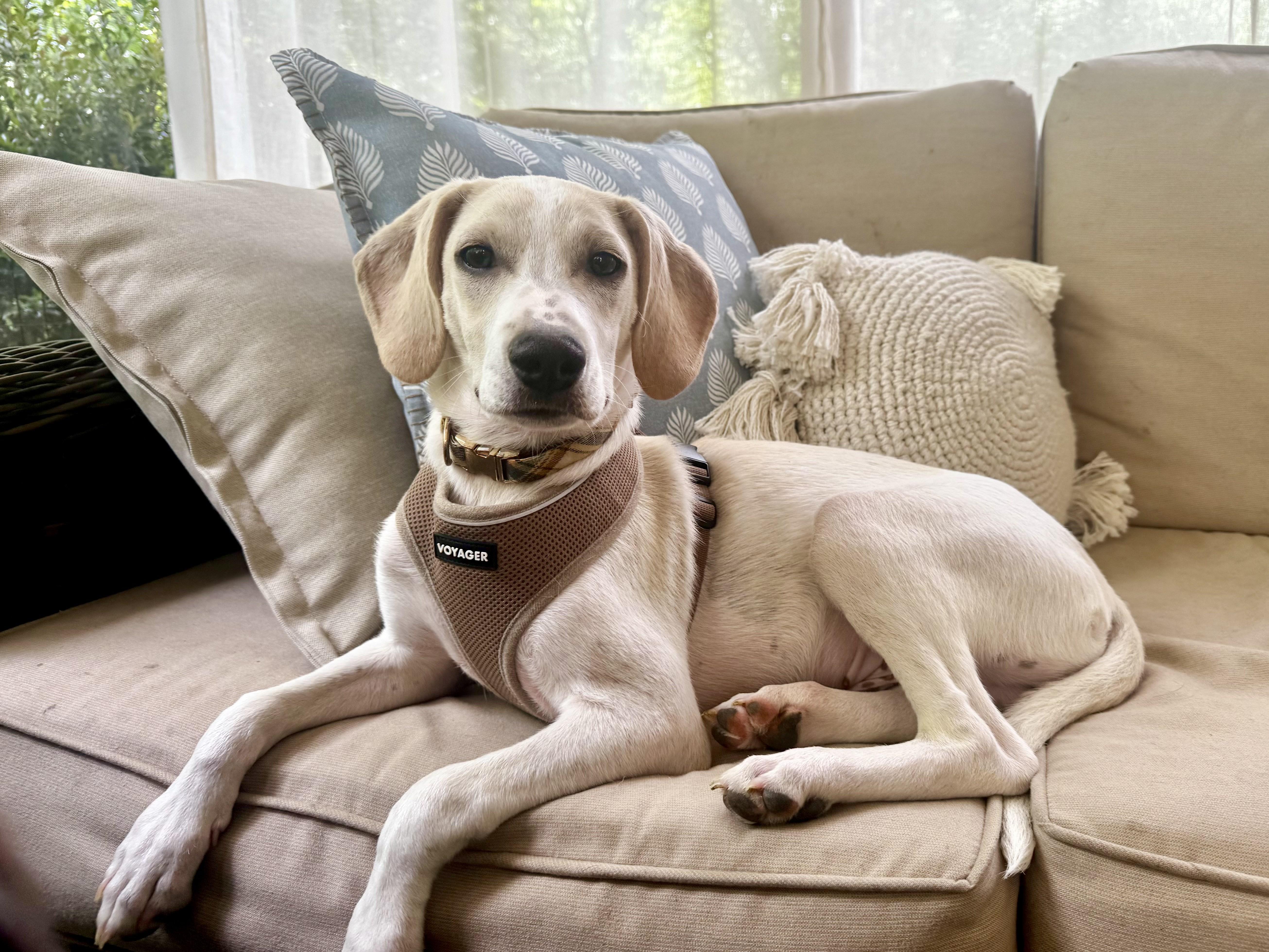 Enlarge Sasso, a Adoptable mixed breed in Cornelius, NC image 5/6