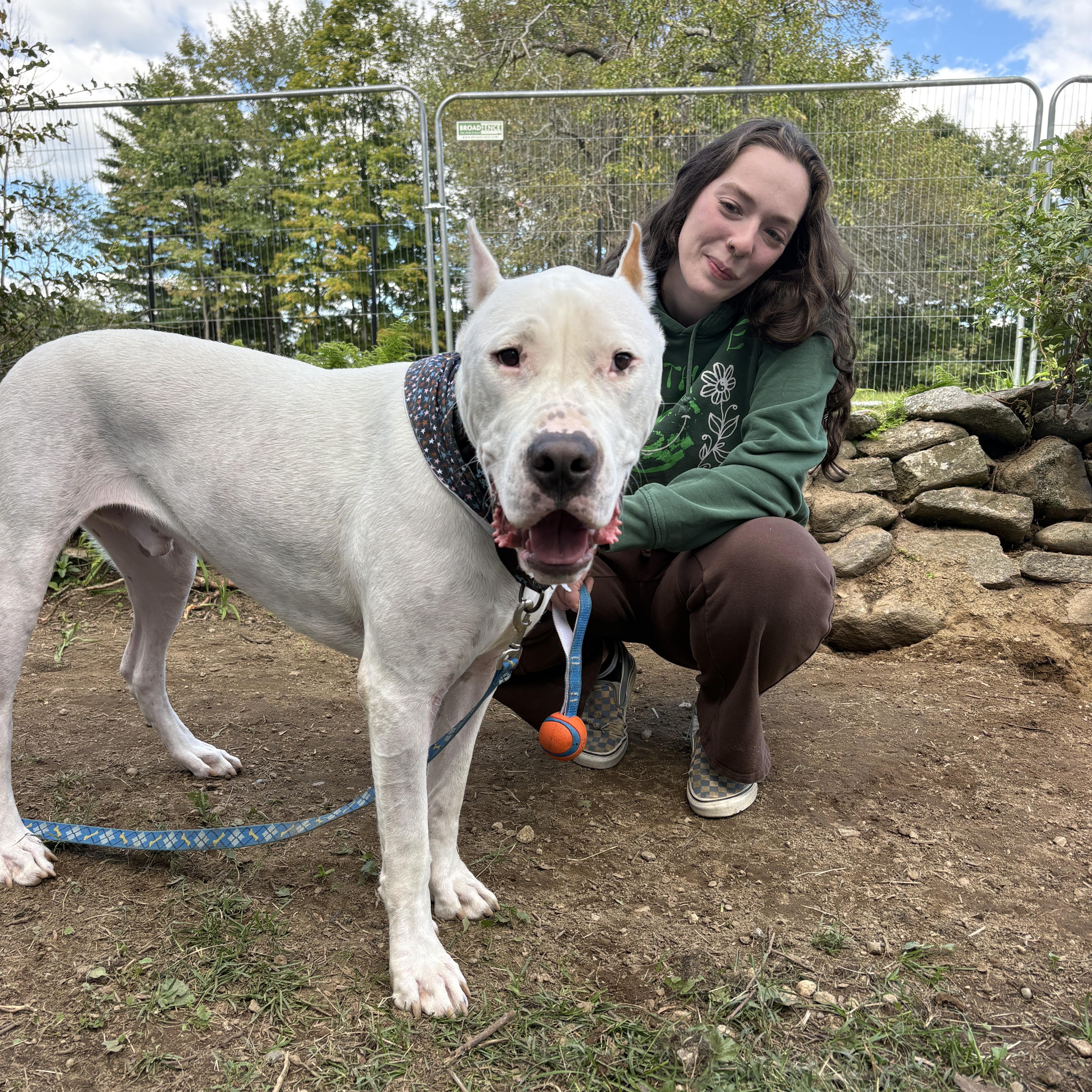 Enlarge Anton, a Adoptable Dogo Argentino in New Boston, NH image 5/6