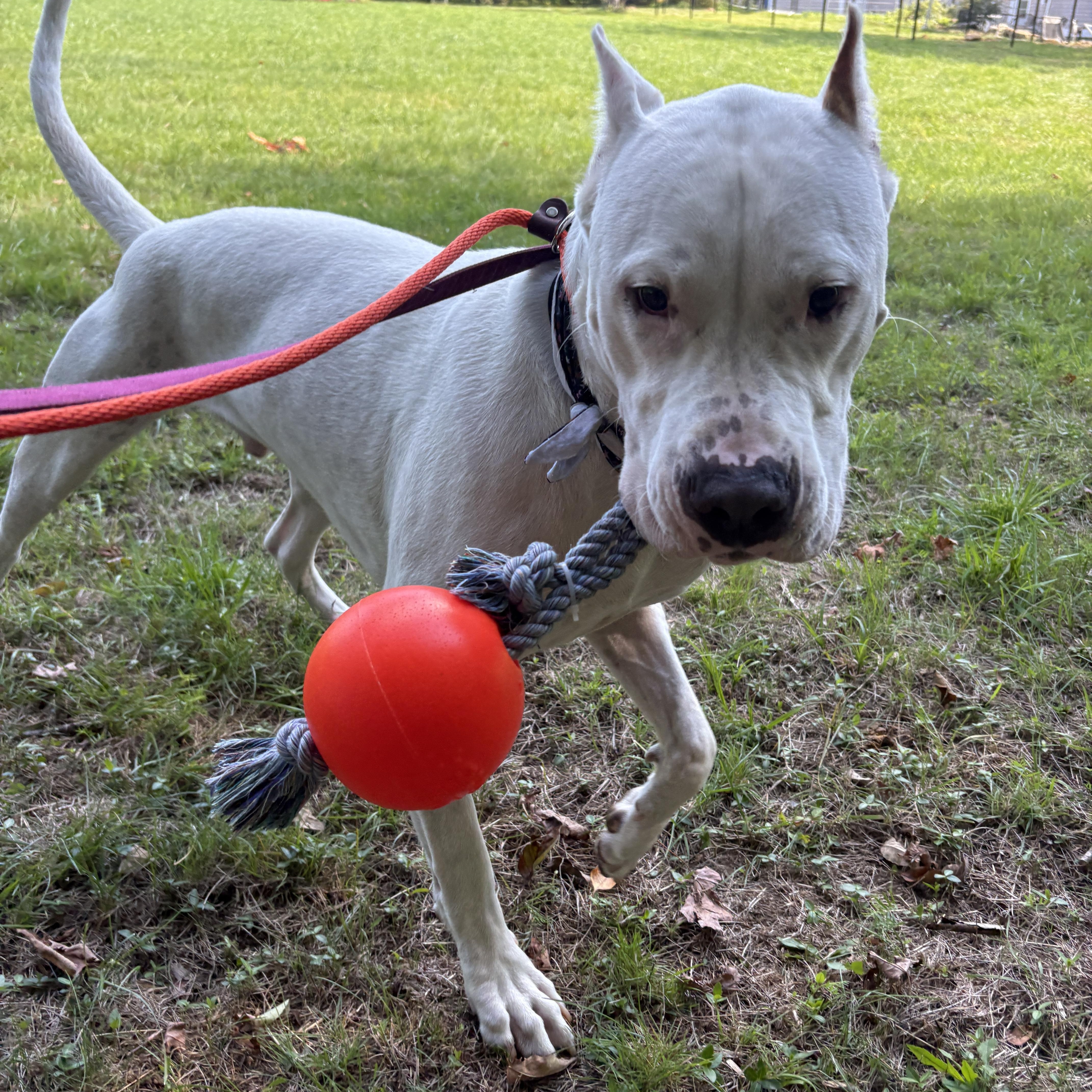 Enlarge Anton, a Adoptable Dogo Argentino in New Boston, NH image 4/6