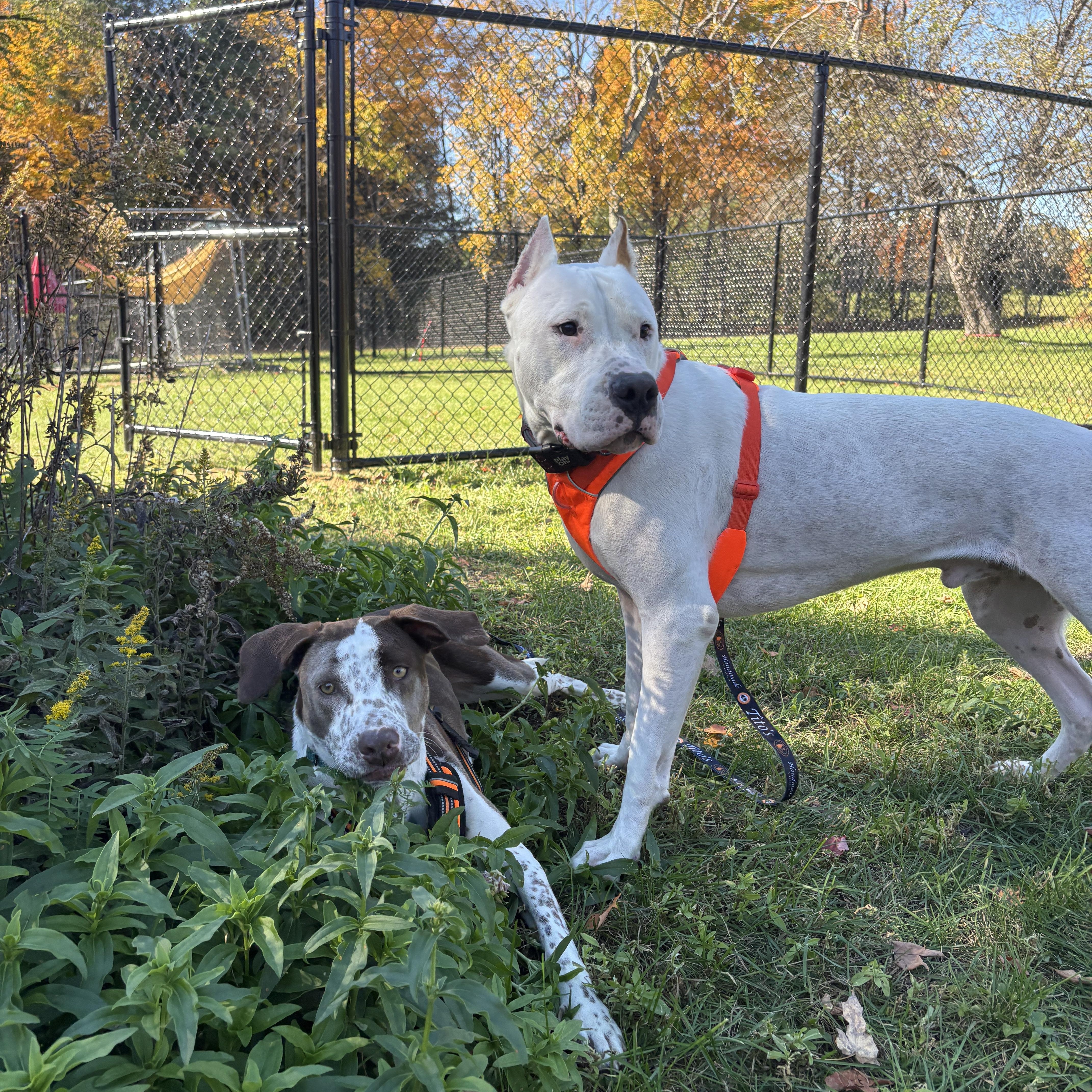 Enlarge Anton, a Adoptable Dogo Argentino in New Boston, NH image 1/6